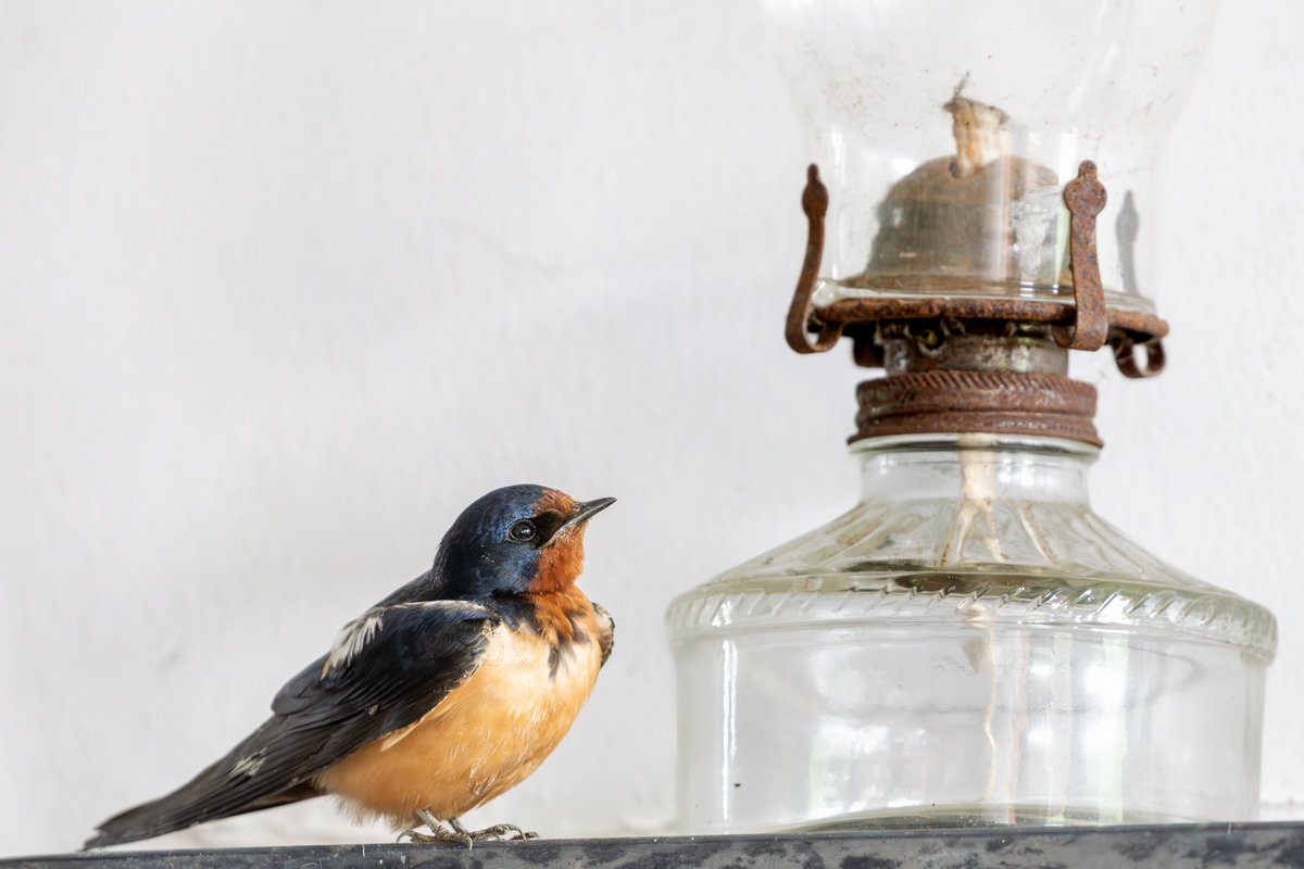 acealeam's tweet photo. admiring my favorite lamp https://t.co/bJ7pFxZeJ5