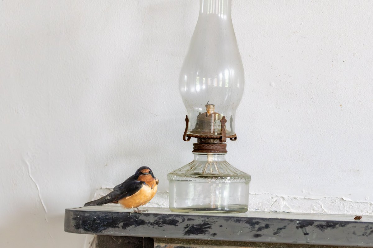 acealeam's tweet photo. admiring my favorite lamp https://t.co/bJ7pFxZeJ5