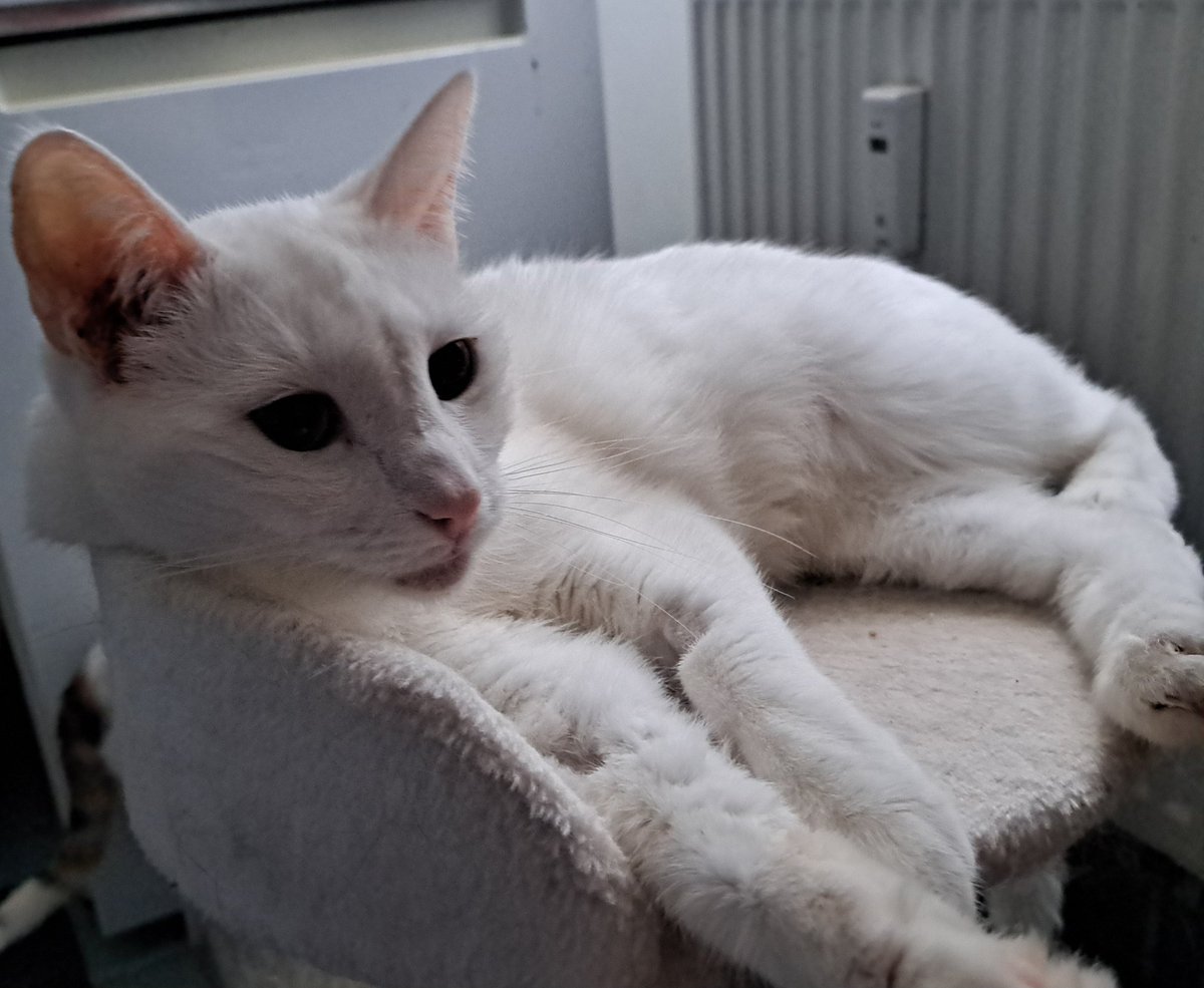 HelenaMalinowsk's tweet photo. To post dalej o Amber.
Potem była właściwa diagnoza toksoplazmoza i ponad miesięczne leczenie. Teraz Amber to sama energia, wygląda pięknie, ma apetyt, bawi się i nawet nie daje się innym kotom. To wyzdrowienie najbardziej mnie cieszy. Amber to teraz inny kot. https://t.co/ApVjFzFzNG