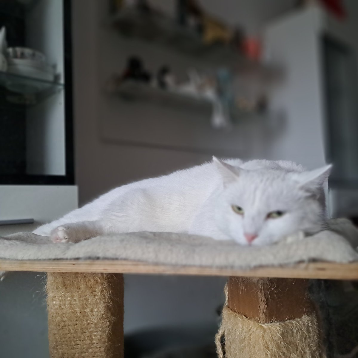 HelenaMalinowsk's tweet photo. To post dalej o Amber.
Potem była właściwa diagnoza toksoplazmoza i ponad miesięczne leczenie. Teraz Amber to sama energia, wygląda pięknie, ma apetyt, bawi się i nawet nie daje się innym kotom. To wyzdrowienie najbardziej mnie cieszy. Amber to teraz inny kot. https://t.co/ApVjFzFzNG