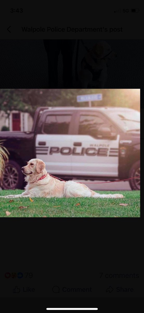 scooperon7's tweet photo. Remembering Rebel: Tough day in Walpole after tragic accident at the police dept claimed the life of popular community resource dog Rebel a member of the Walpole police dept for the last 8 years under the watchful eye of her ace handler School Resource Officer Tom Hart #7News https://t.co/yleHNH7ic7