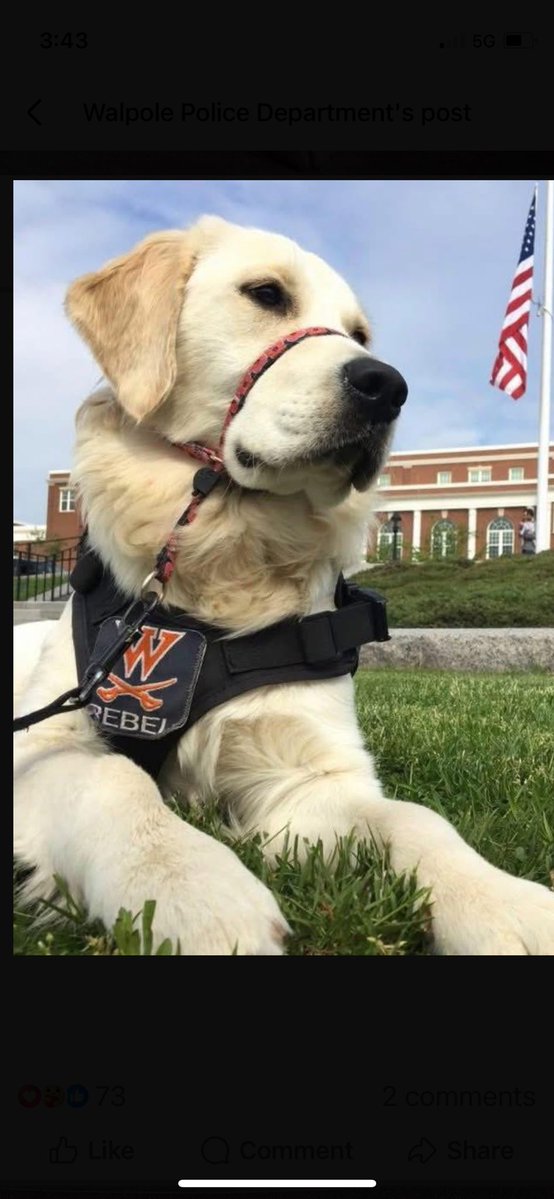 scooperon7's tweet photo. Remembering Rebel: Tough day in Walpole after tragic accident at the police dept claimed the life of popular community resource dog Rebel a member of the Walpole police dept for the last 8 years under the watchful eye of her ace handler School Resource Officer Tom Hart #7News https://t.co/yleHNH7ic7