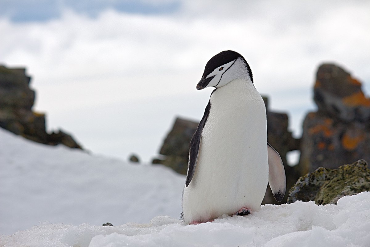earthcurated's tweet photo. Fun Fact! Chinstrap Penguins don't take long naps... instead, they take thousands of micro-naps that last just a few seconds each throughout the day. https://t.co/yX5lM6MGsS