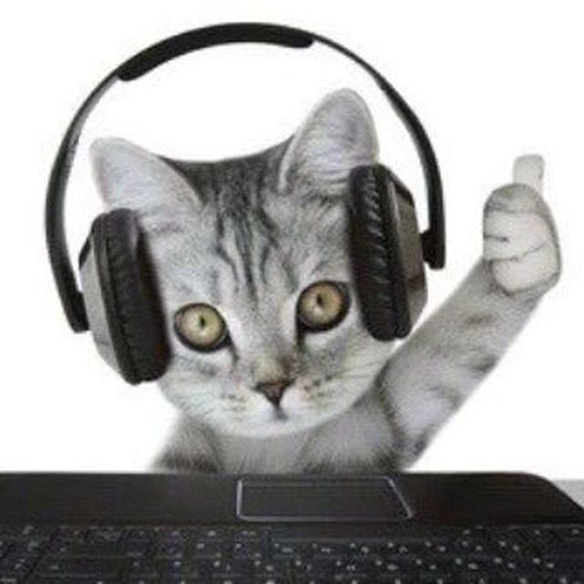 Punch Cat tweet media