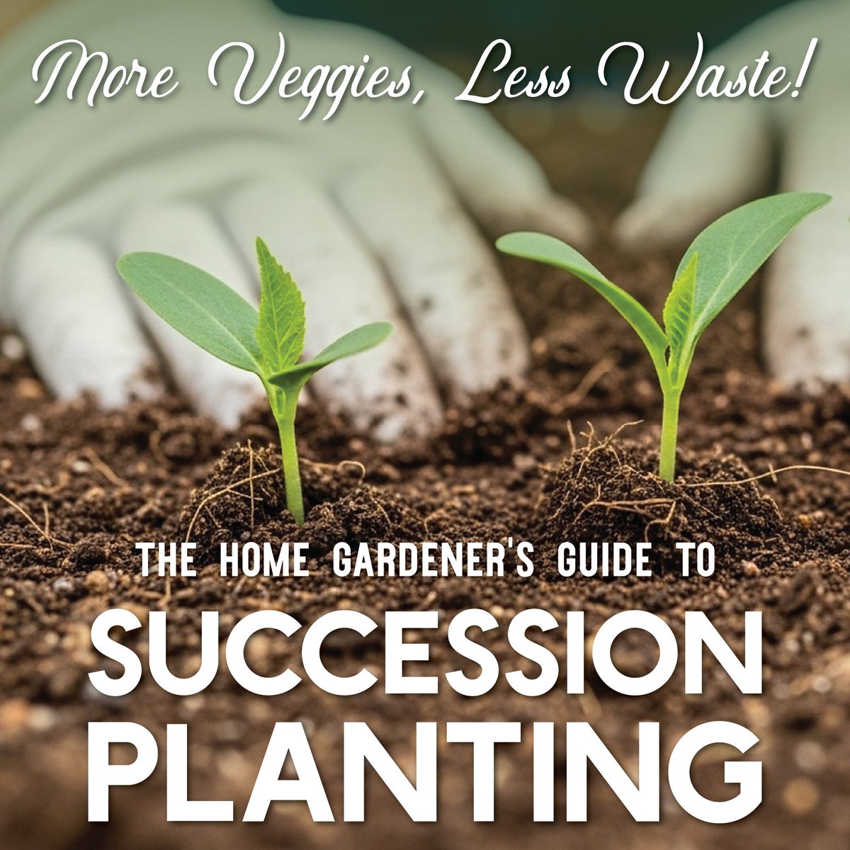 TrueLeafMarket's tweet photo. Ever plant a whole row of lettuce, drown in salad for two weeks, then watch the rest bolt? There's a fix for that.
It's called succession planting: staggering smaller sowings every 2 to 3 weeks so you get a steady harvest all season instead of one overwhelming one. Our new blog breaks down the 4 methods, the best crops for it (lettuce, radishes, and bush beans are the easiest starting points), and a simple 5-step plan to get going.

Read it here 🌱 https://t.co/Q7mic7ZtnS