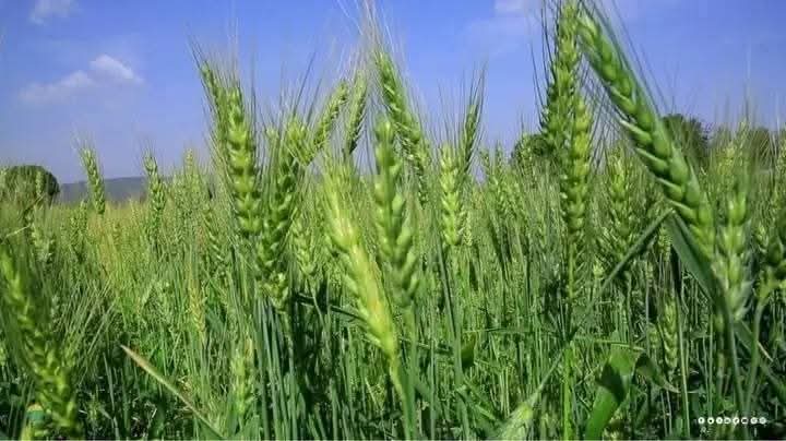 BuonyChol2595's tweet photo. Ethiopia is on journey of encouraging demostic production of enough food for it's industrial product and food sovereignty which are of upbringing of import substition policy. 
#visitEthiopia
#visitAddis
#visitOromia https://t.co/icQMbrCKHM