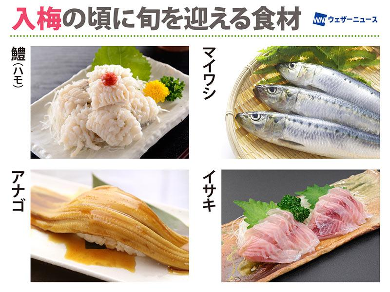 wni_jp's tweet photo. 【今日は雑節 入梅】
今日6月11日は雑節のひとつ「入梅（にゅうばい）」。
梅雨の始まりを知らせる「入梅」の頃に旬を迎える食材を知っていますか？身体や胃腸の調子を崩しがちな今の時期ですが、旬の魚や"毒消し"の薬味で美味しく快適に過ごせるかもしれません。
https://t.co/VmbzYq7PWE https://t.co/IFAbzjr6Ul