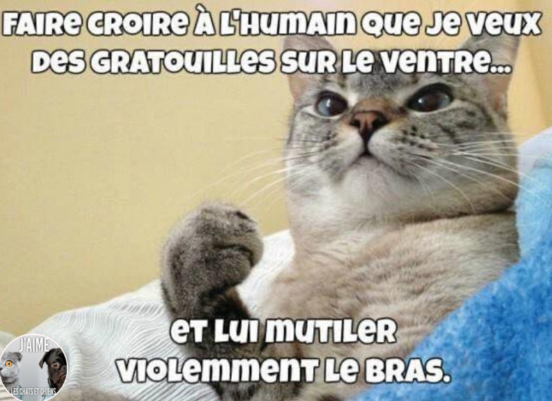 BeguinChat's tweet photo. 😂🤣😂😋
#chat #chats #chaton #chatons #funnycat #funnycats #felin #gato #gatos #gatto #minet #bouledepoil #kitten #kitty #mdr #lol #marrant #humourchat #humourchats #chatdrole #katze #rigolo #marrant https://t.co/Buj9owNDhi