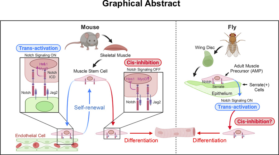 musclecellnews's tweet photo. New work from the lab of Dr. Atsushi Asakura at @umnmedschool has shown that pathogenic JAG2 mutations disrupt #Notch signaling in muscle stem cells and their niche, impairing muscle regeneration and causing #MuscularDystrophy.
📖 Read the @jclinicalinvest study: https://t.co/Pn41xbUKll