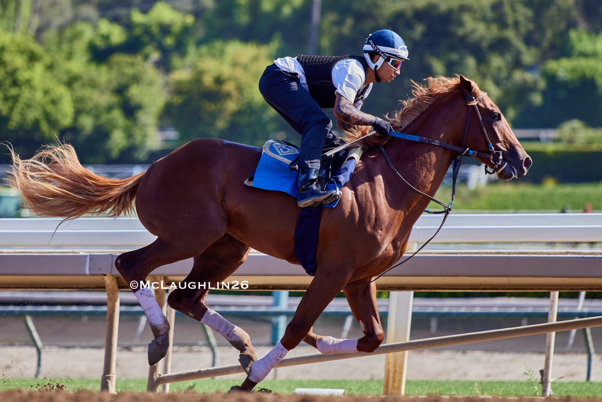 kimo16's tweet photo. Inshallah (Flightline out of Bar of Gold by Medaglia d'Oro ) breezed 2F this morning for trainer John Sadler and owners KAS Stable @santaanitapark @sadlerracing @JuanLeyva1984 https://t.co/dOCkhM6zct
