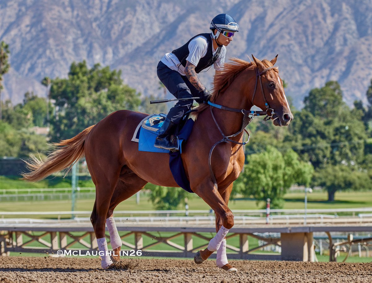 kimo16's tweet photo. Inshallah (Flightline out of Bar of Gold by Medaglia d'Oro ) breezed 2F this morning for trainer John Sadler and owners KAS Stable @santaanitapark @sadlerracing @JuanLeyva1984 https://t.co/dOCkhM6zct