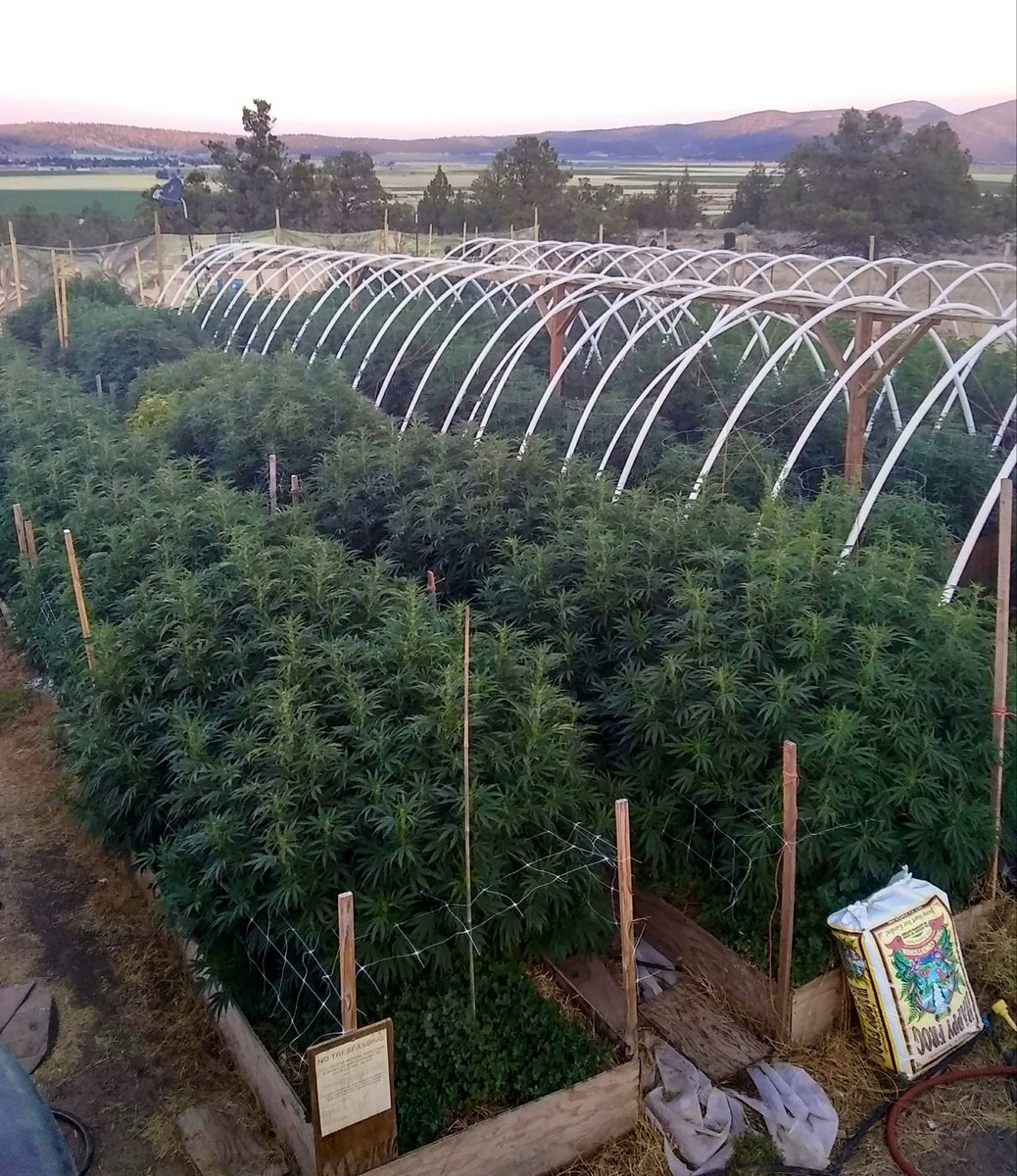 noveltygiftseed's tweet photo. “Let’s close the hemp loophole” is funny asf, because marijuana is really the original loophole. It was a new propaganda word used to demonize hemp, attack minorities, and divide the people. Maybe we should get rid of marijuana and not hemp. 🌱 https://t.co/F3QA6VmYIS