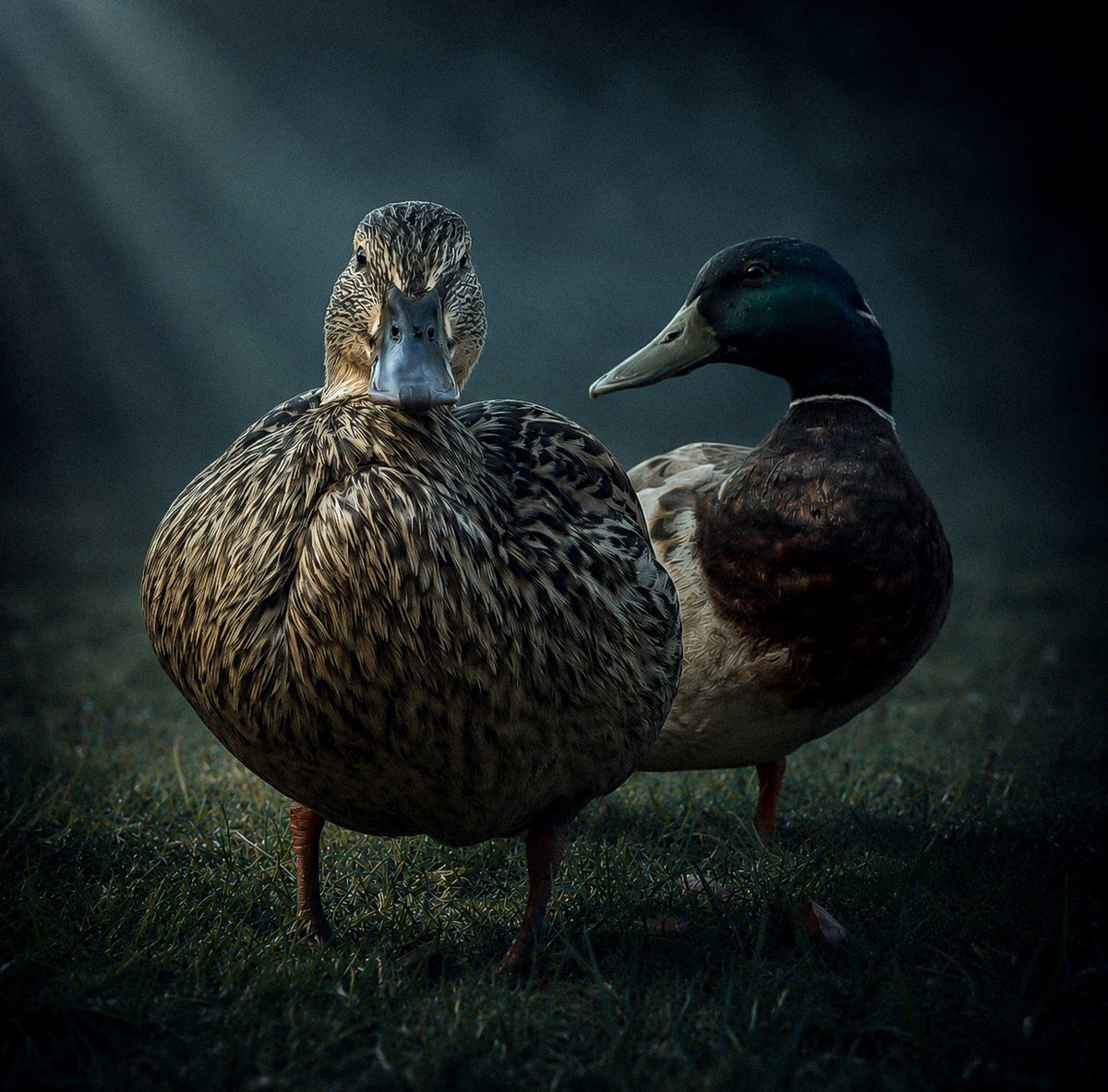 SWelchPhotos's tweet photo. Mallard Ducks. Photo I took the other day. Los Angeles, CA. 2026. https://t.co/K5v5rtla6b