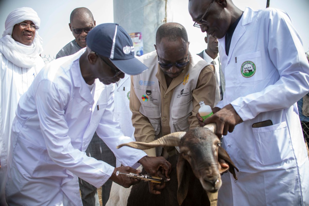 ProfJanabi's tweet photo. In N’Djamena, Chad🇹🇩, I met with the nomadic community during a #OneHealth exercise. In a symbolic gesture of solidarity, I took part in livestock vaccination, demonstrating our shared commitment to protecting both human and animal health.
--------------------------------------------

À N’Djamena, au Tchad, j’ai rencontré la communauté nomade dans le cadre d’un exercice #UneSeuleSanté. Dans un geste symbolique de solidarité, j’ai participé à la vaccination du bétail, témoignant de notre engagement commun à protéger la santé humaine et animale.
--------------------------------------------

Em N’Djamena, no Chade, encontrei-me com a comunidade nómada durante um exercício #UmaSóSaúde. Num gesto simbólico de solidariedade, participei na vacinação do gado, demonstrando o nosso compromisso partilhado de proteger tanto a saúde humana como a saúde animal.
--------------------------------------------

Nchini N’Djamena, Chad, nilikutana na jamii ya wahamahama wakati wa zoezi la #AfyaMoja. Kama ishara ya mshikamano, nilishiriki katika chanjo ya mifugo, nikionyesha dhamira yetu ya pamoja ya kulinda afya ya binadamu na wanyama.