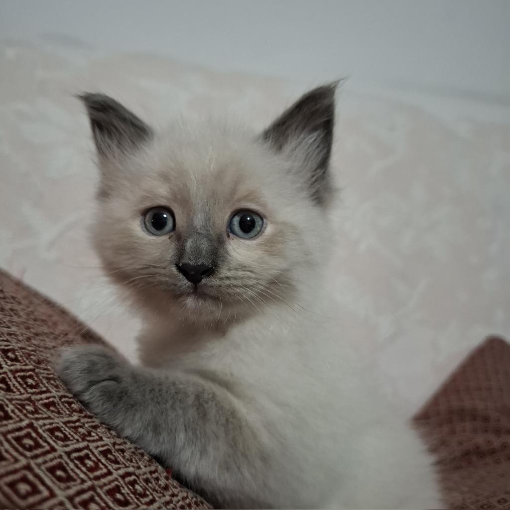 aliaofthelance's tweet photo. say hi to little susie!!! https://t.co/ItRMs5IlTB