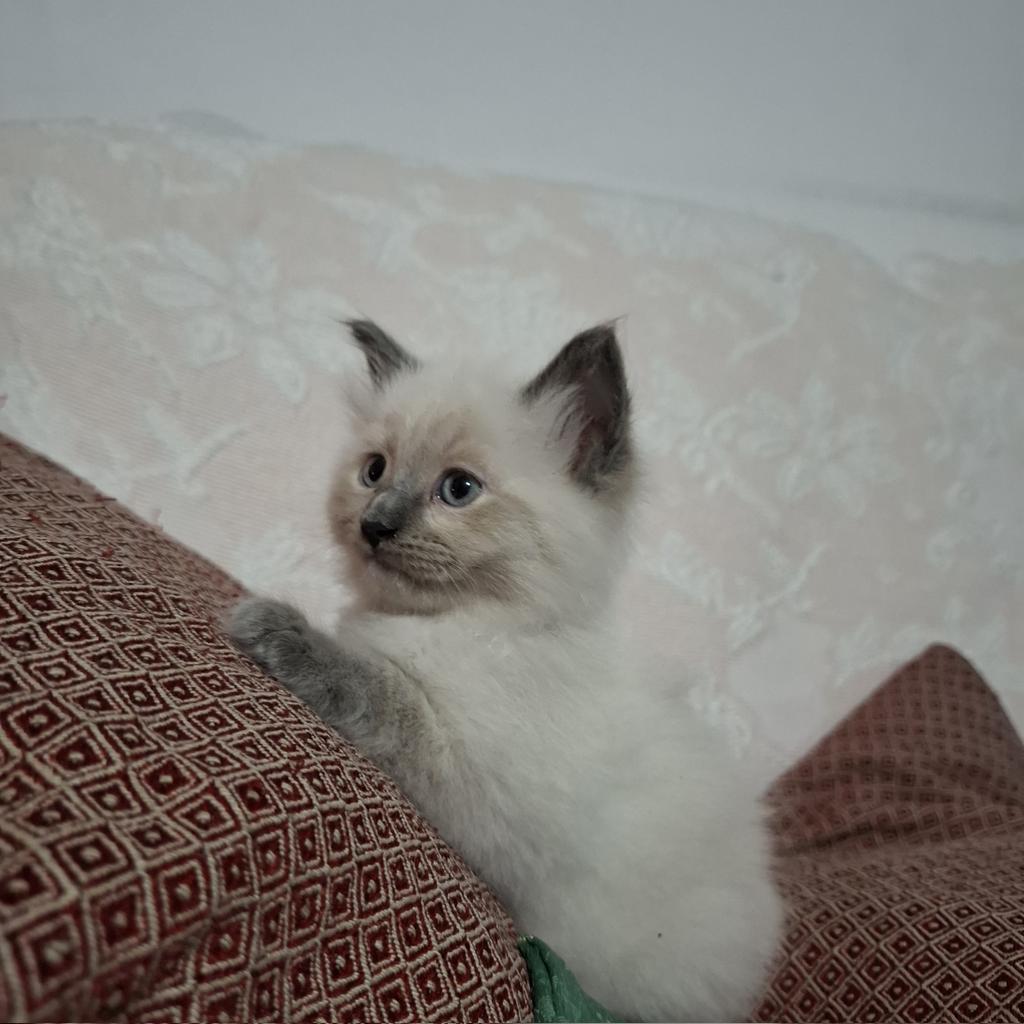 aliaofthelance's tweet photo. say hi to little susie!!! https://t.co/ItRMs5IlTB