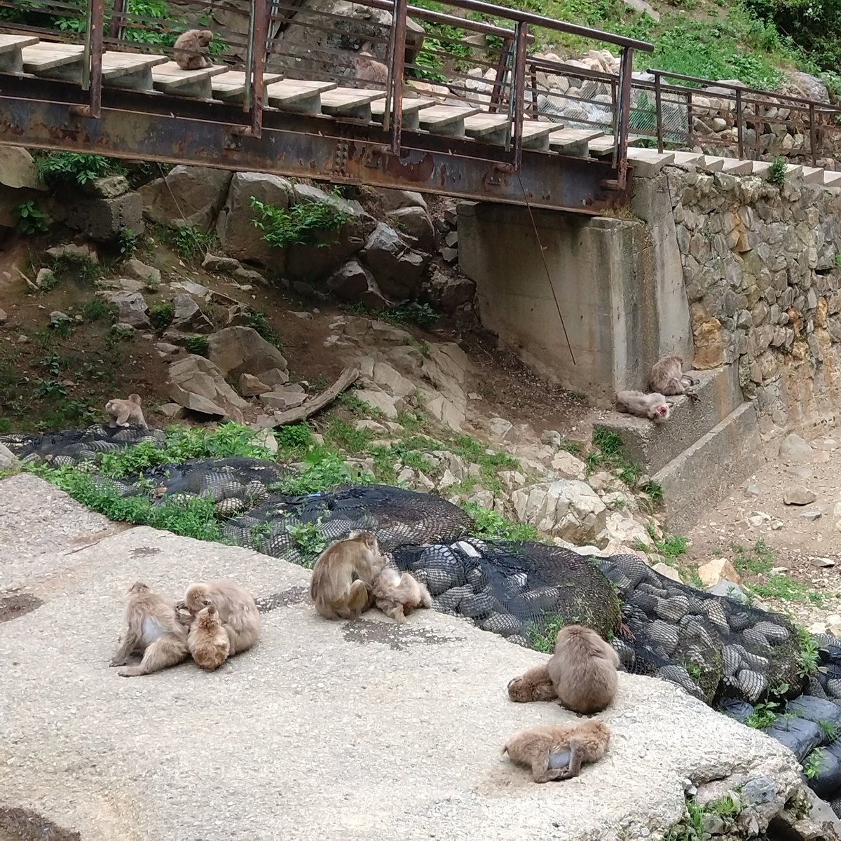 iku55's tweet photo. 2026/06/10
渋温泉
地獄谷野猿公苑 https://t.co/YL2EpUSwYX