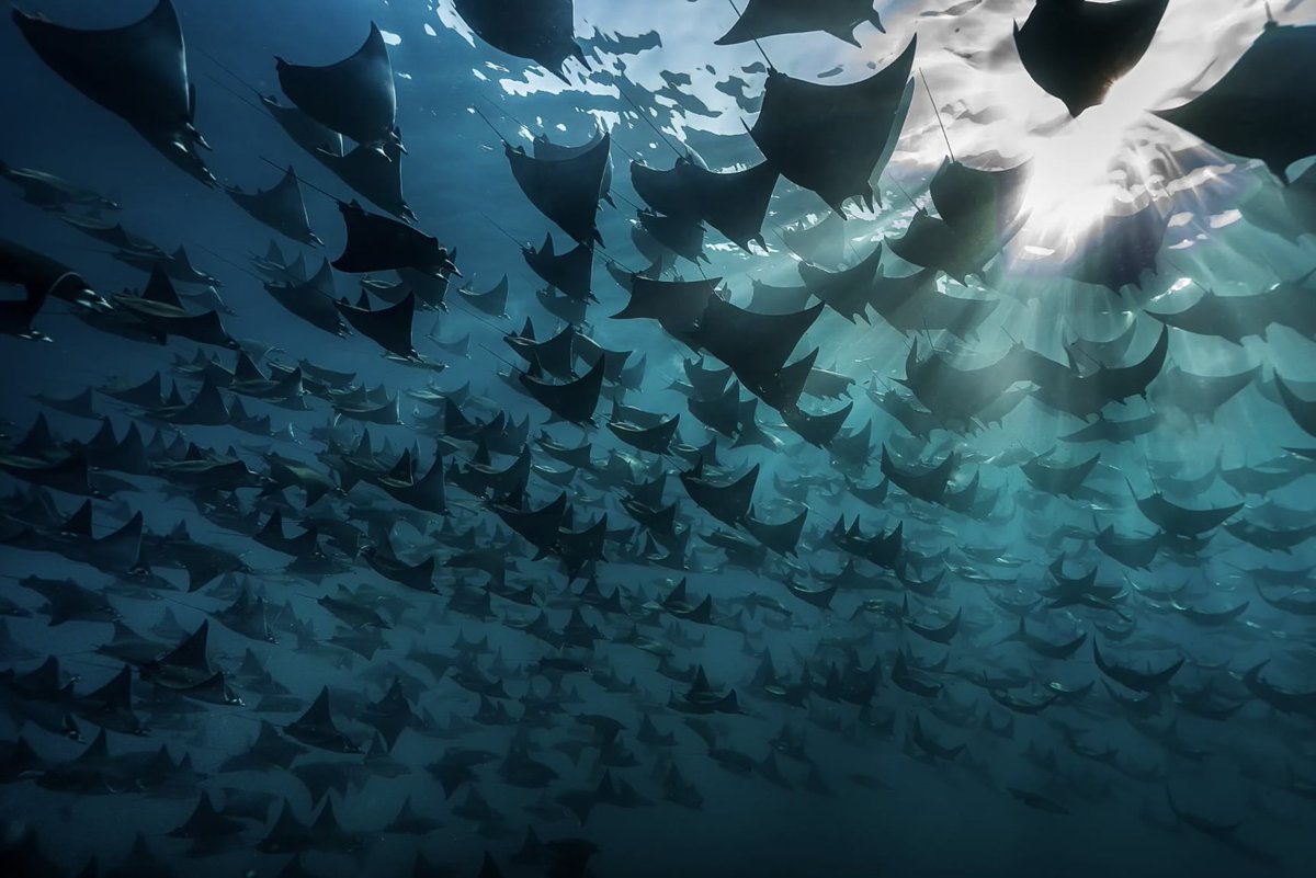 STRIPPEDco's tweet photo. 📍#Mexico 🇲🇽 A fever of Munk’s devil rays glide through the ocean

#StrippedNews #MexicoNews #DevilRays #Ocean #MarineLife #NaturePhotography #Wildlife https://t.co/aCNmqBCFzh