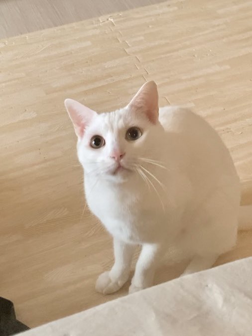 CandSandGDM's tweet photo. おはようございます♪😸
疑うことを知らない無垢な瞳で見つめるまろちゃん✨🥹(見てるのは猫じゃらし)

まろ🦢「ｼﾞｯ…🎣🤍」

今日はお休みだけど忙しくなりそう📖🖊️
皆さま今日もよろしくお願いします🍀
#猫好きさんと繋がりたい https://t.co/UZoVo7Ba1e
