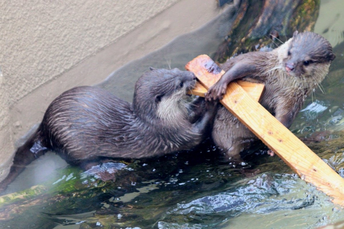 M3BeaGLV7Npplc3's tweet photo. 木の取り合いの、モクヨウビ
#かみね動物園 #コツメカワウソ https://t.co/Ml0ZbmKBOu