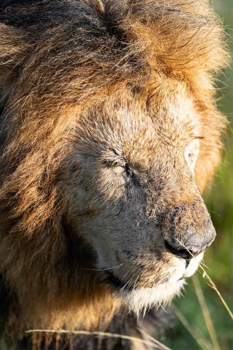 Lions 🦁 tweet media