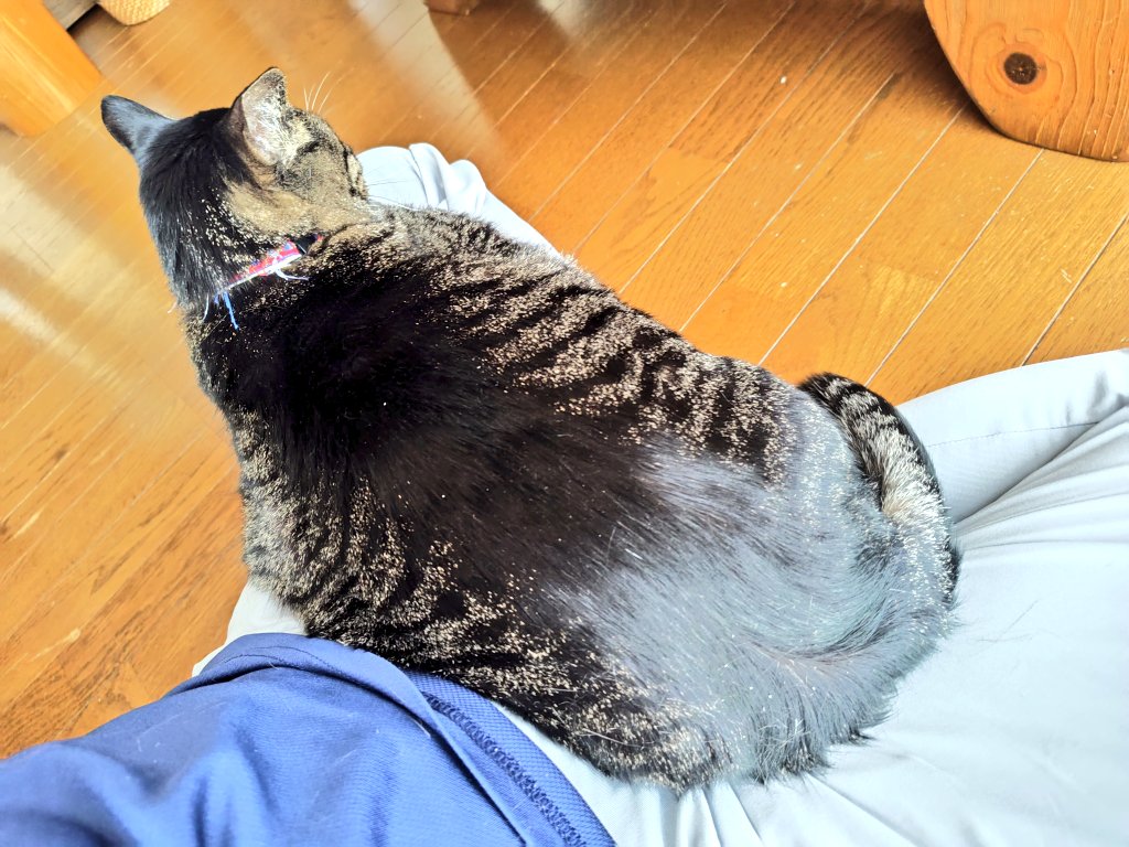otoccho's tweet photo. おはようございます🐈‍⬛ ͗🐾

支度できないよ～ https://t.co/xL6YL9r3PN