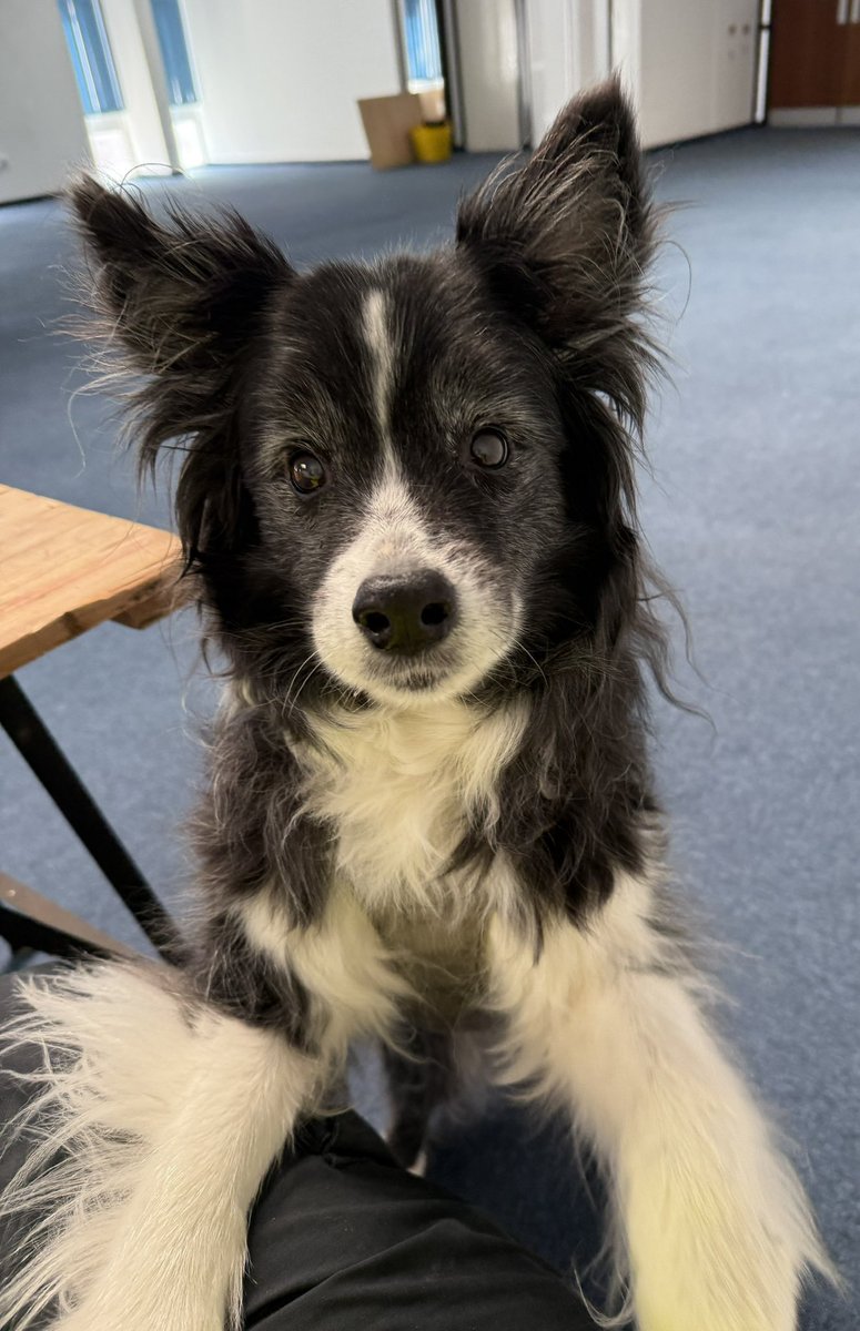poppy_fern's tweet photo. Thank you all for your kind messages. We are heartbroken💔, my forever puppy and my shadow, miss her so much. https://t.co/aRL9JD9FBn
