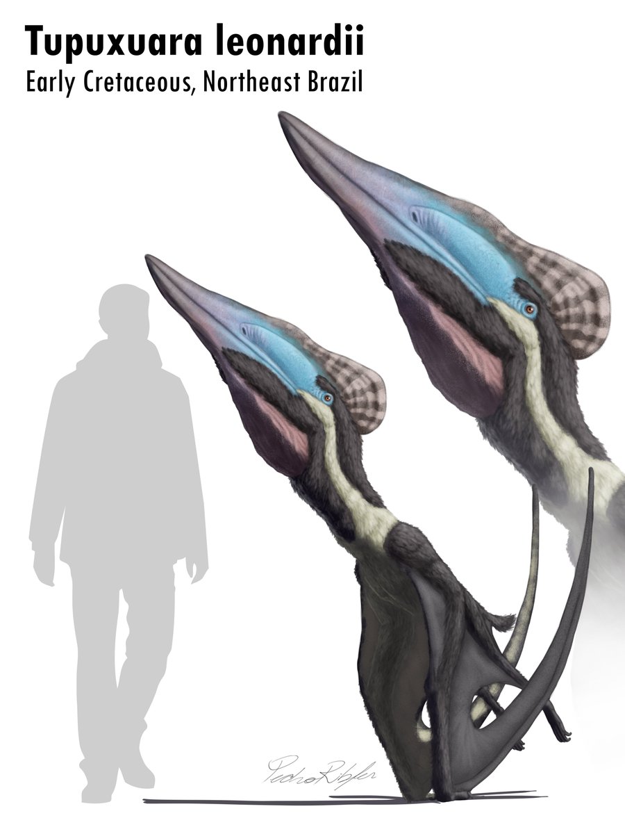 PedroRibfer's tweet photo. Continuing the challenge... (a bit late)

Day 24 - Tupuxuara leonardii. Made for the May challenge, #pteromayBR!

#pteromaioBR #pterosaur #paleoart #tupuxuara https://t.co/8KeYbbn3g0