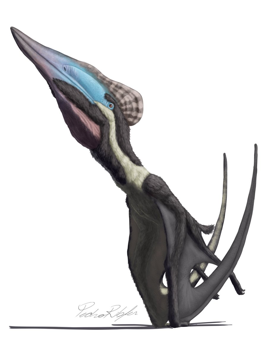 PedroRibfer's tweet photo. Continuing the challenge... (a bit late)

Day 24 - Tupuxuara leonardii. Made for the May challenge, #pteromayBR!

#pteromaioBR #pterosaur #paleoart #tupuxuara https://t.co/8KeYbbn3g0