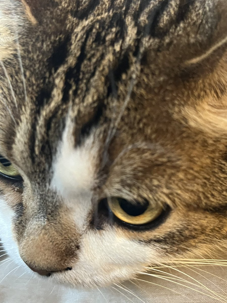 JS2QFF's tweet photo. 今朝も猫🐱に邪魔されながら朝の和文交信👍
今朝は3.5メガでやってみました👍
時間があまりなくて今日も1交信だけですが楽しかった👍
仕事前の楽しいひととき・・いいもんですね👍 https://t.co/wlayVEjaMG
