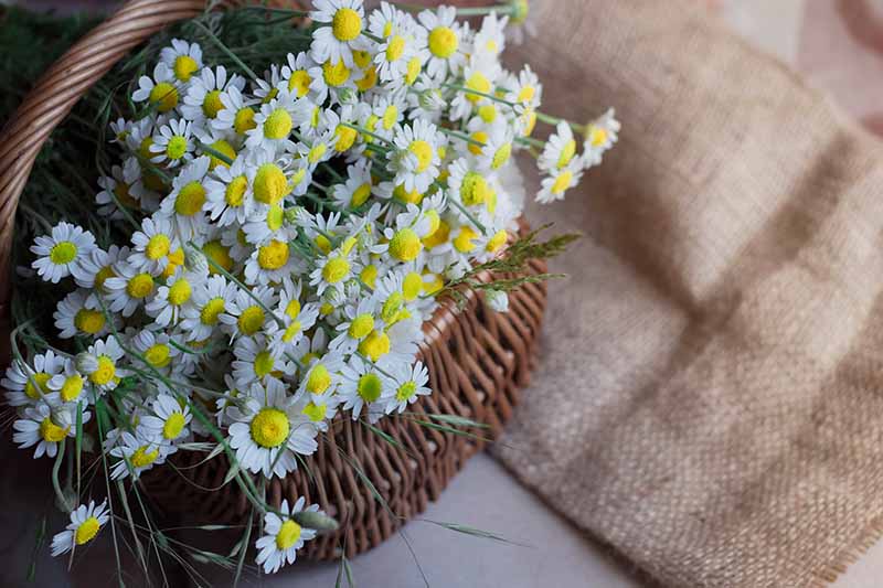 Gardeners_Path_'s tweet photo. How to Harvest Feverfew - this herb is making a comeback in modern gardens for both its medicinal value and attractive daisy-like blooms. Learn how to harvest and use feverfew now. https://t.co/7gFGuSMacK #feverfew #herbs https://t.co/N1kUdM8onh