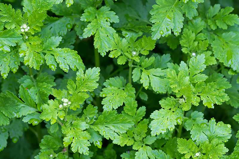 Gardeners_Path_'s tweet photo. How to Harvest Feverfew - this herb is making a comeback in modern gardens for both its medicinal value and attractive daisy-like blooms. Learn how to harvest and use feverfew now. https://t.co/7gFGuSMacK #feverfew #herbs https://t.co/N1kUdM8onh