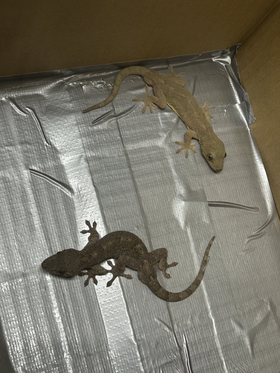 azittsan's tweet photo. やったぜ！
野生のヤモリ2匹ゲット🦎🦎
たまたま餌場だったのか
同じ場所にいた…
今は繁殖期らしいから
つがいの可能性も0じゃない👍

たまご持ちだと良いなぁ…

ってかサランラップ破られそうだなw
#アジットさん
#日々アジト
#ニホンヤモリ https://t.co/hwnMAsynWi