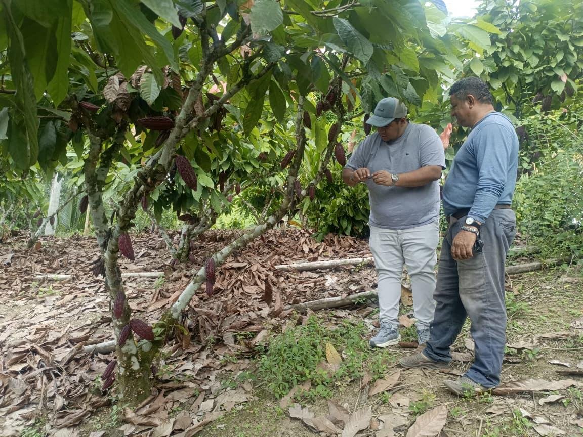Agricultura_CZ1's tweet photo. #Esmeraldas l  Productores de cacao fortalecen sus conocimientos en manejo nutricional y correcta aplicación de insumos agrícolas, mejorando la productividad y sanidad de sus cultivos mediante asistencia técnica del MAGP, sector Santa Rosa, cantón #Quinindé.

#GobiernoDelEcuador https://t.co/LeXo4rAUv7