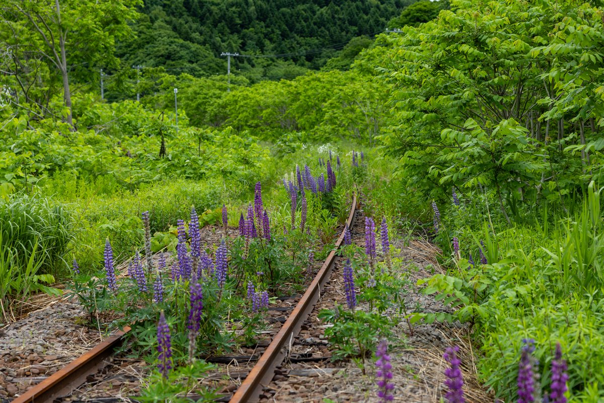 Bsindai's tweet photo. 一昨日、旧留萌本線大和田駅
当時とほとんど変わらないまま
残っています。
自然に帰りつつあります。 https://t.co/cN15MrkW25