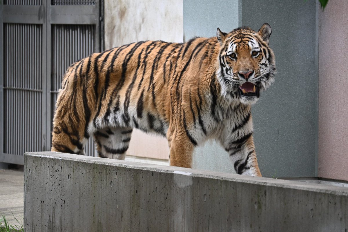 nicolas0016's tweet photo. ショウヘイくん

#天王寺動物園
#アムールトラ https://t.co/Q19Z0iSLCH