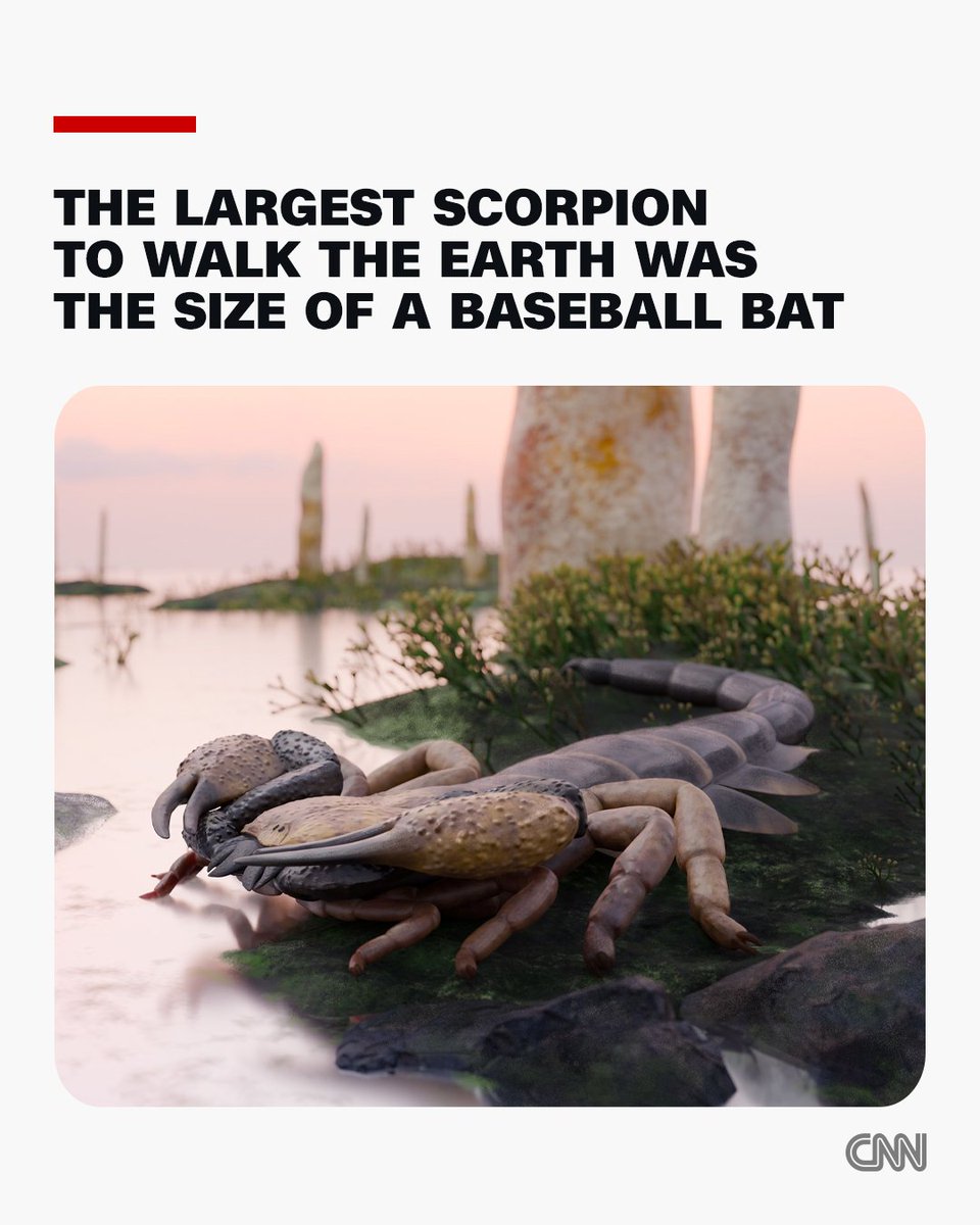 CNN's tweet photo. Praearcturus gigas, an ancient scorpion, was roughly 1 meter — a little more than 3 feet — in length, scientists estimated in a study published in the journal Palaeontology. https://t.co/91HZ6R5I2z https://t.co/EBXqf0CDj8