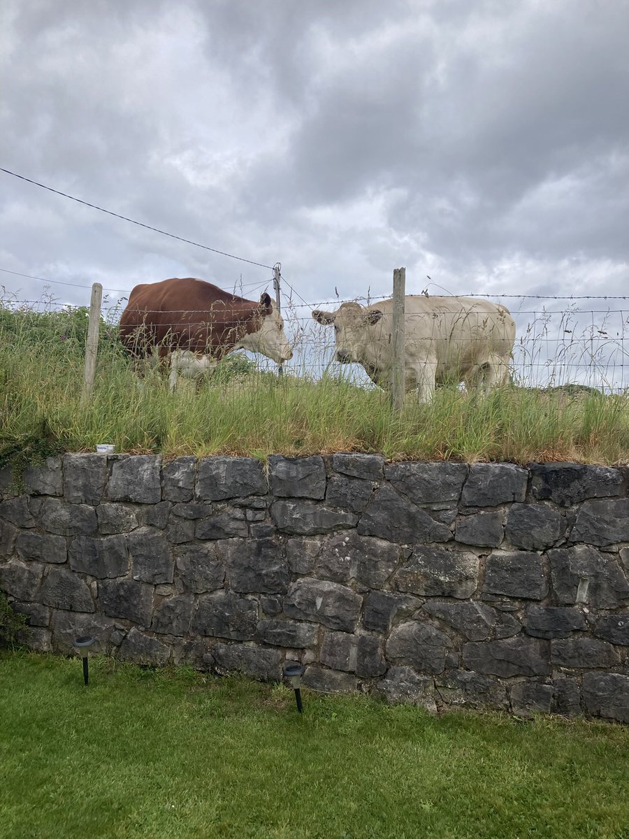 FFfan22's tweet photo. @London_W4 Wonderful! We had the cows peeping over the garden fence this morning! 😎 https://t.co/Nf1F06RGcd