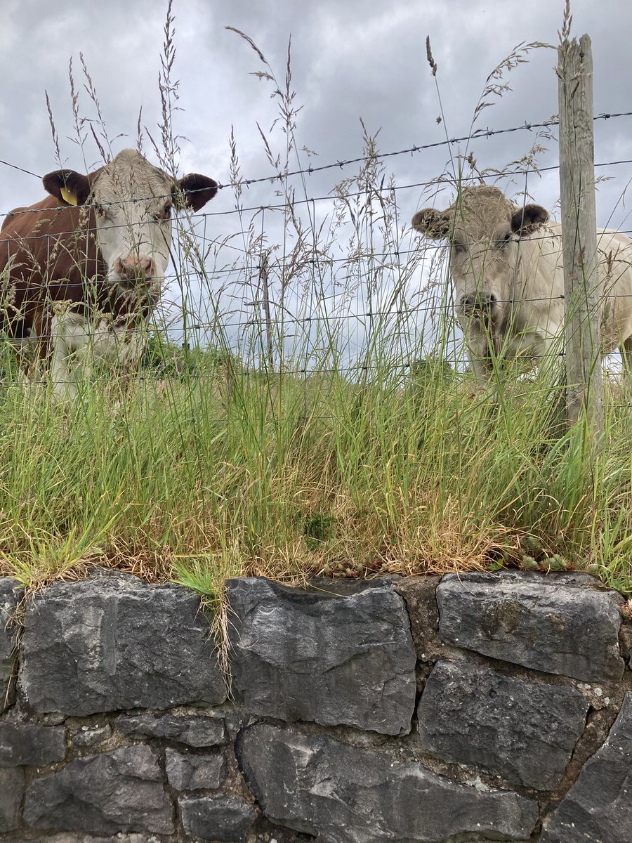 FFfan22's tweet photo. @London_W4 Wonderful! We had the cows peeping over the garden fence this morning! 😎 https://t.co/Nf1F06RGcd