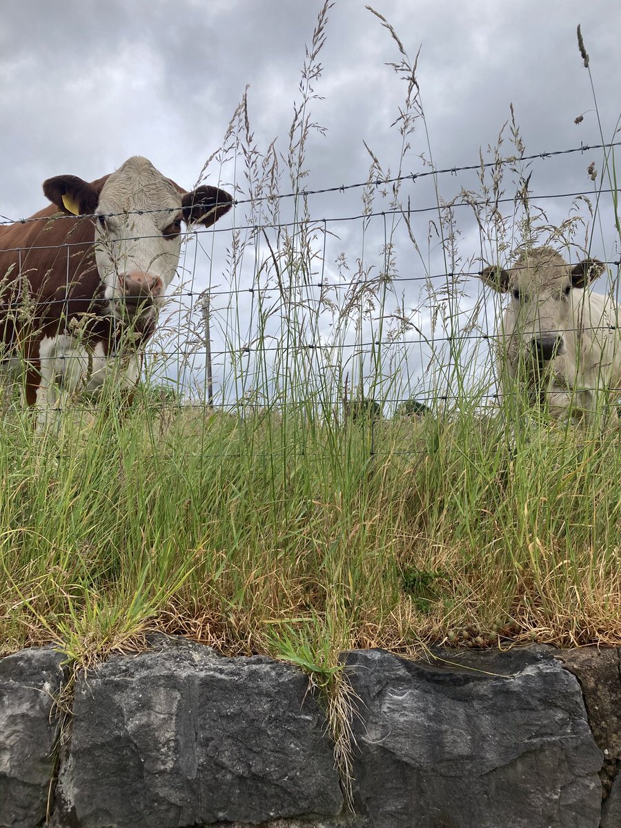 FFfan22's tweet photo. @London_W4 Wonderful! We had the cows peeping over the garden fence this morning! 😎 https://t.co/Nf1F06RGcd