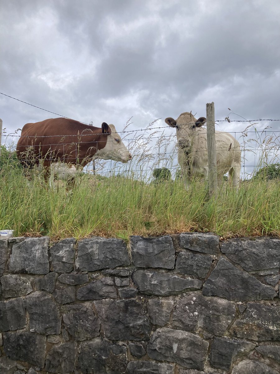 FFfan22's tweet photo. @London_W4 Wonderful! We had the cows peeping over the garden fence this morning! 😎 https://t.co/Nf1F06RGcd