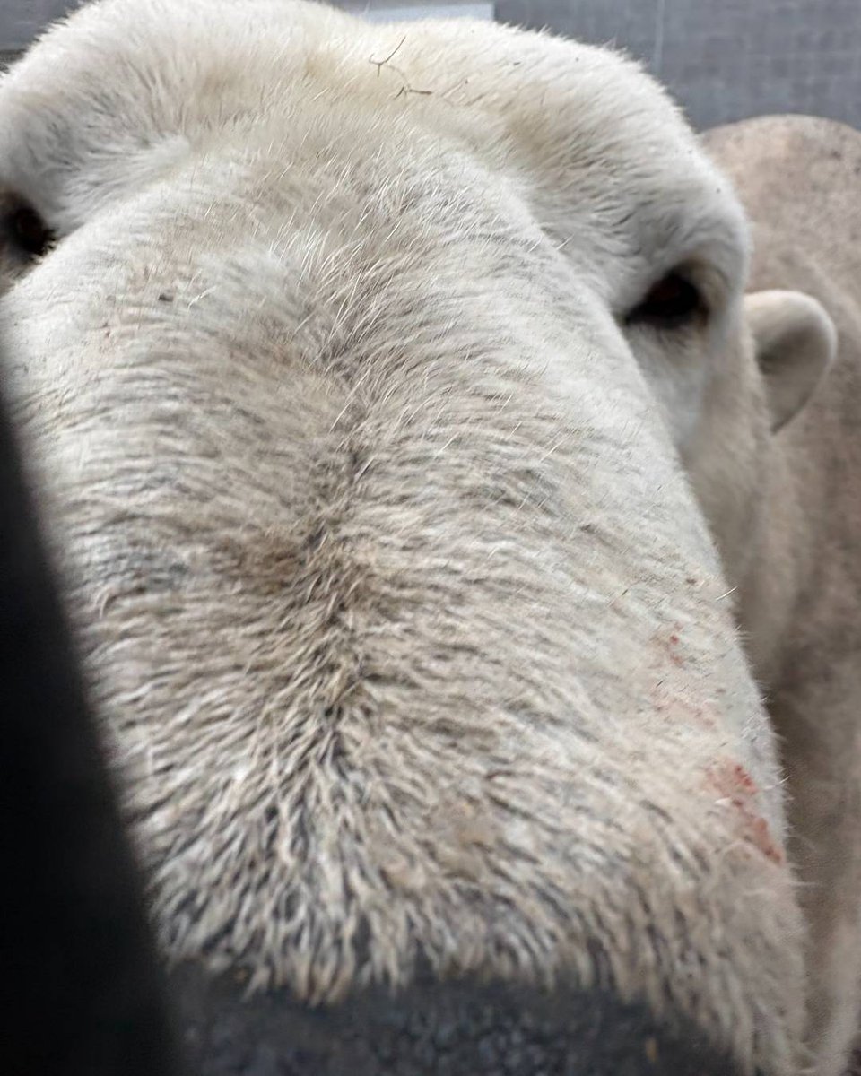 calgaryzoo's tweet photo. Boop! Come see the sweet snoot of our male polar bear 'Yellé' on your next visit! 🐻‍❄️

#YourZooYYC https://t.co/VOQrRfaDOn