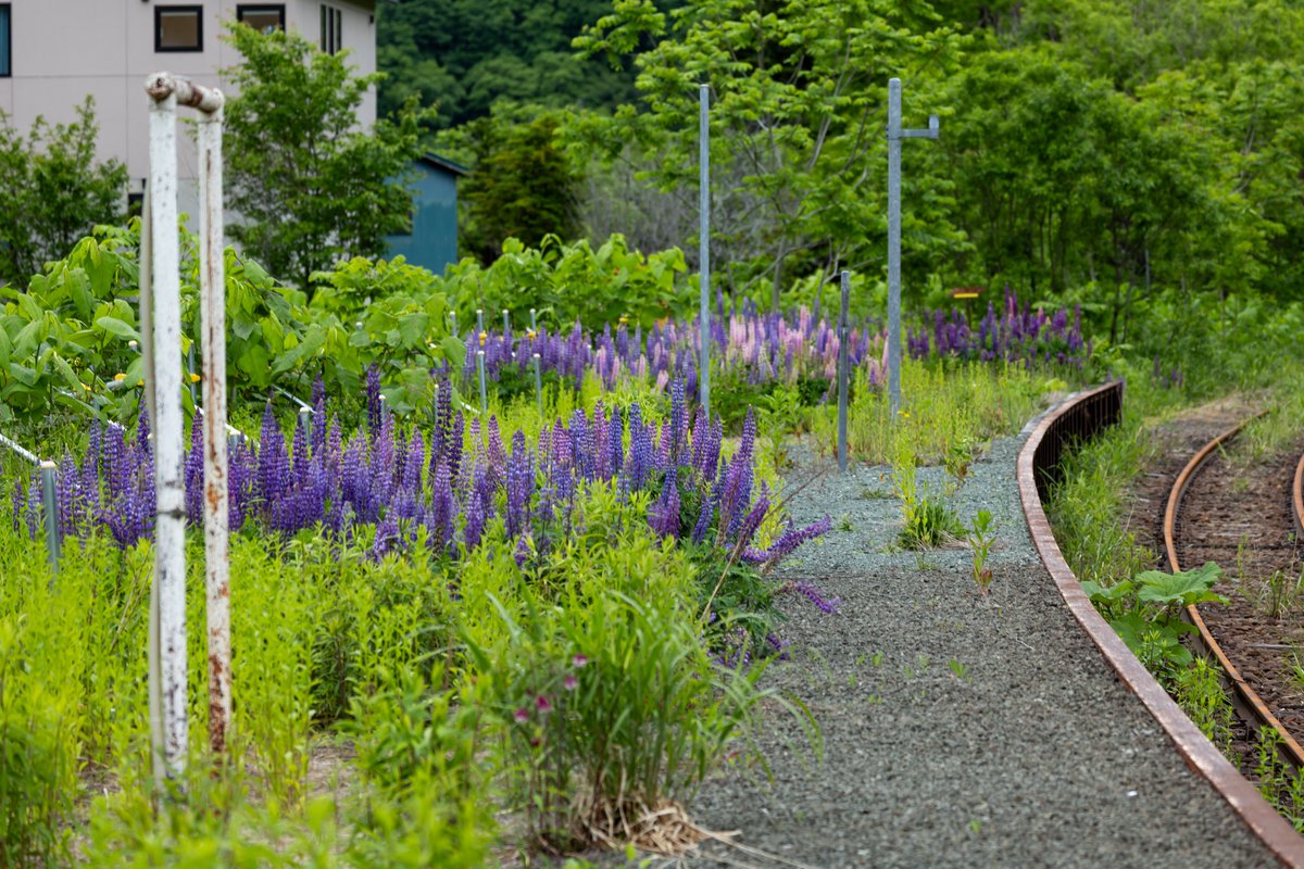 Bsindai's tweet photo. 一昨日、旧留萌本線大和田駅
当時とほとんど変わらないまま
残っています。
自然に帰りつつあります。 https://t.co/cN15MrkW25