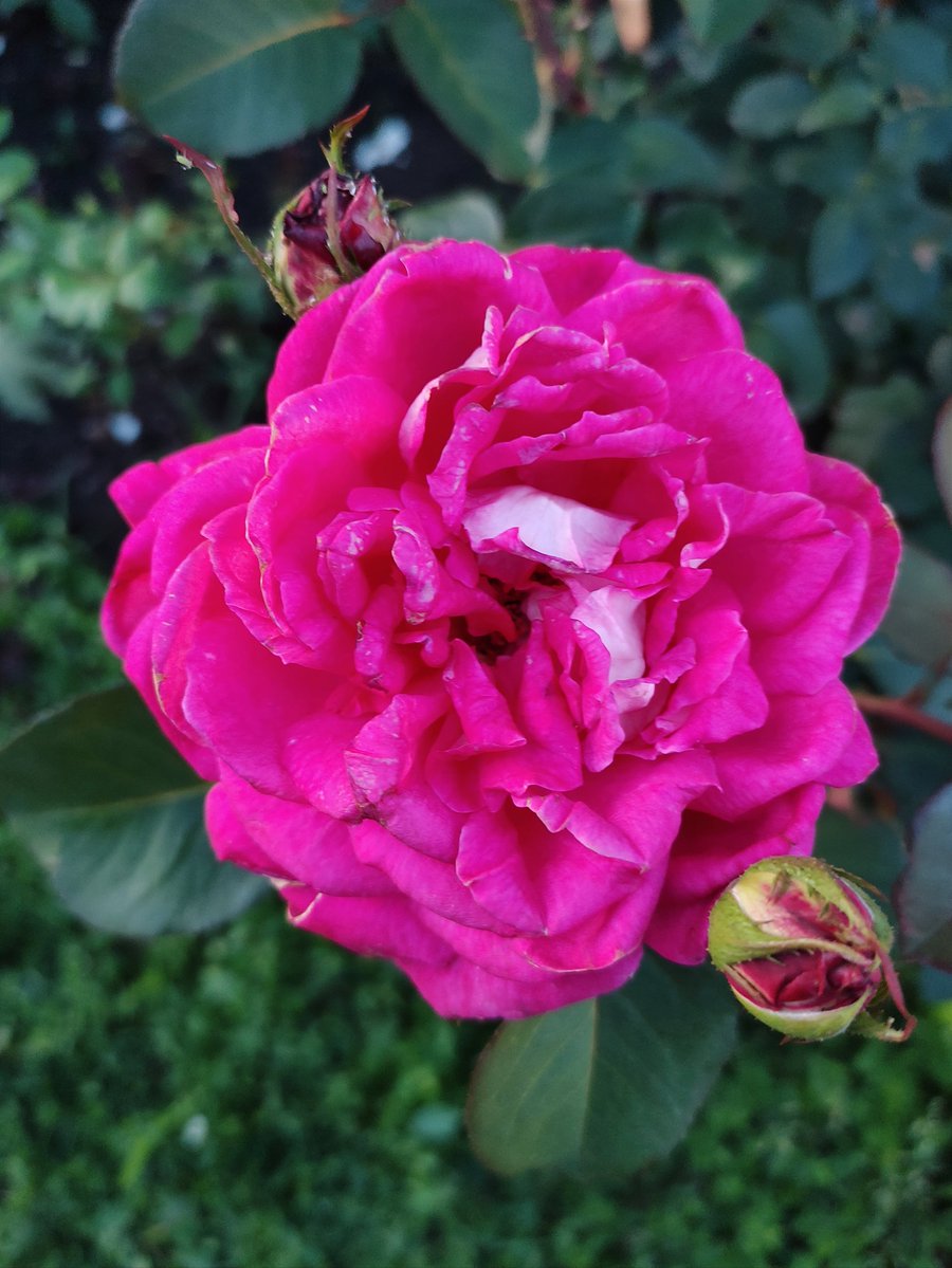 Nata27Best's tweet photo. Roses are always welcome. 🌹
#MyPhoto
#RoseWednesday https://t.co/ACe0smesjN