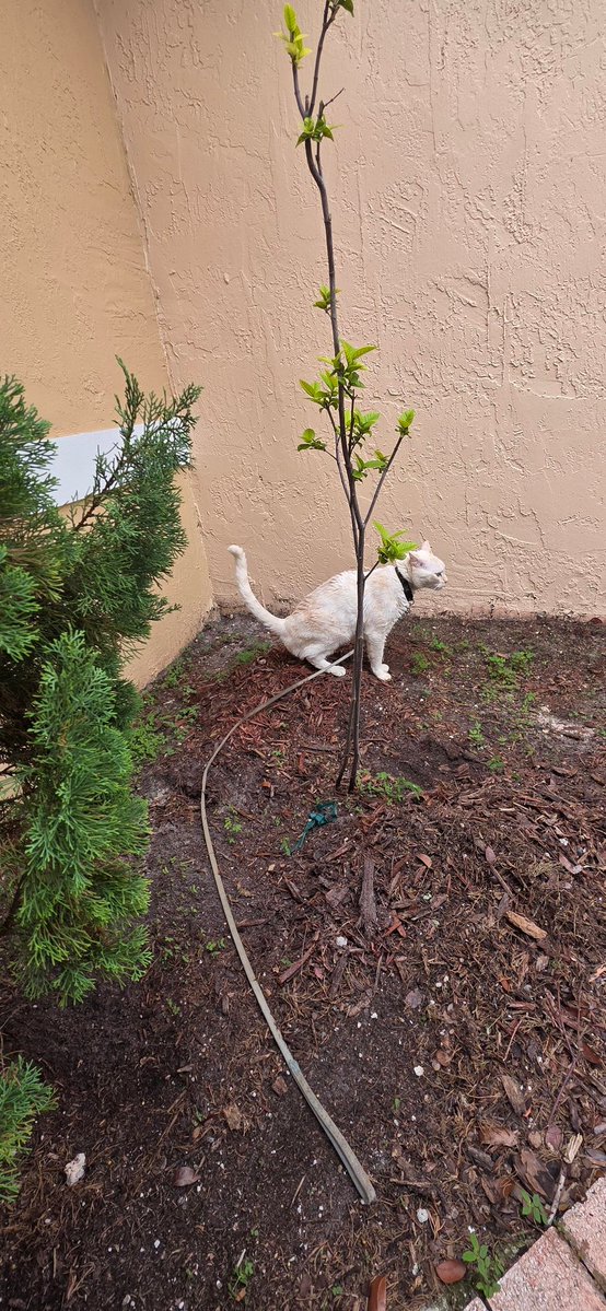 sunflowers44's tweet photo. Mama and Daddy came home I said I want out front!
I sit under my plant in shade and den i peed in da corner to tell da zombies to stay away! @FartyCheddarCat @all_fur_matters @mckinsey2119 https://t.co/IAEbZJGIab