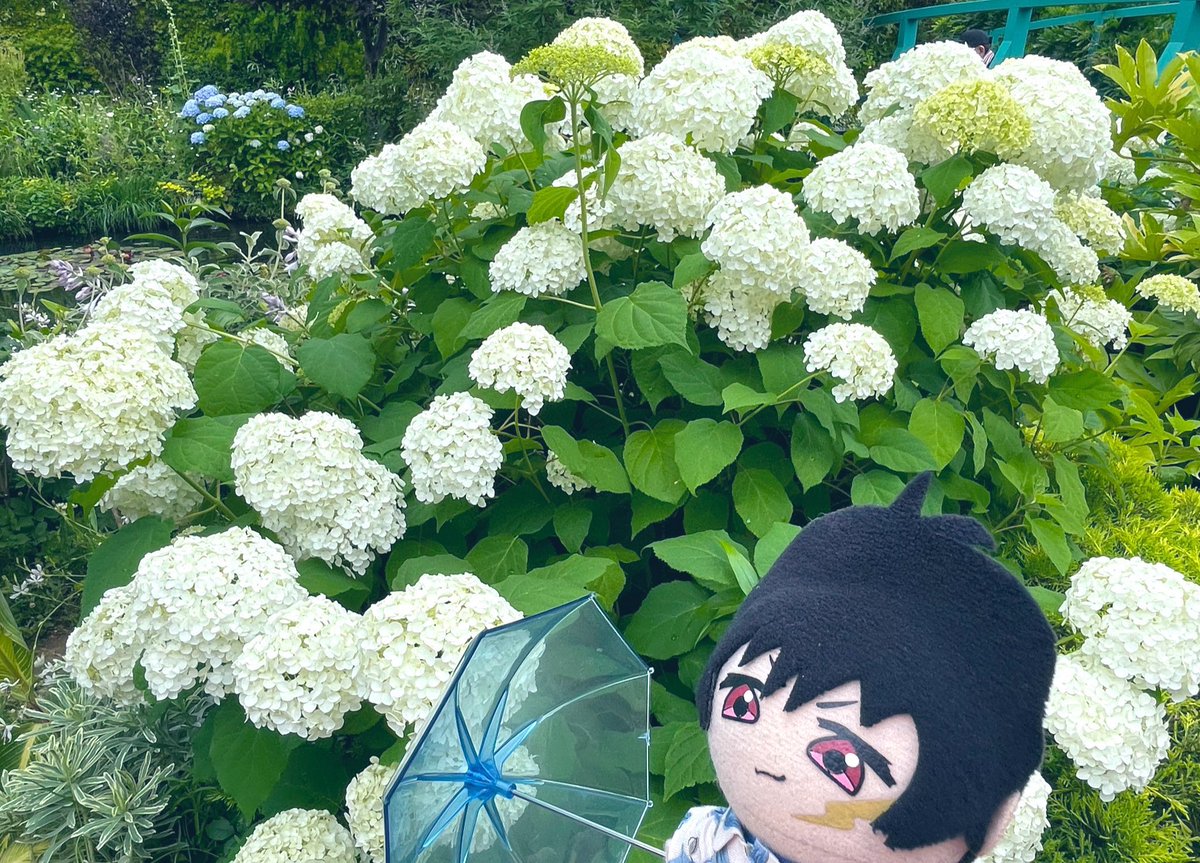 jinbeibbb's tweet photo. 「ぬぬぬー！」
(おはよー！)

今日は暦の上で「梅雨入り」を意味する雑節の一つ、入梅になることが多いことから傘の日！🌂☂️ https://t.co/4eP66lomyK