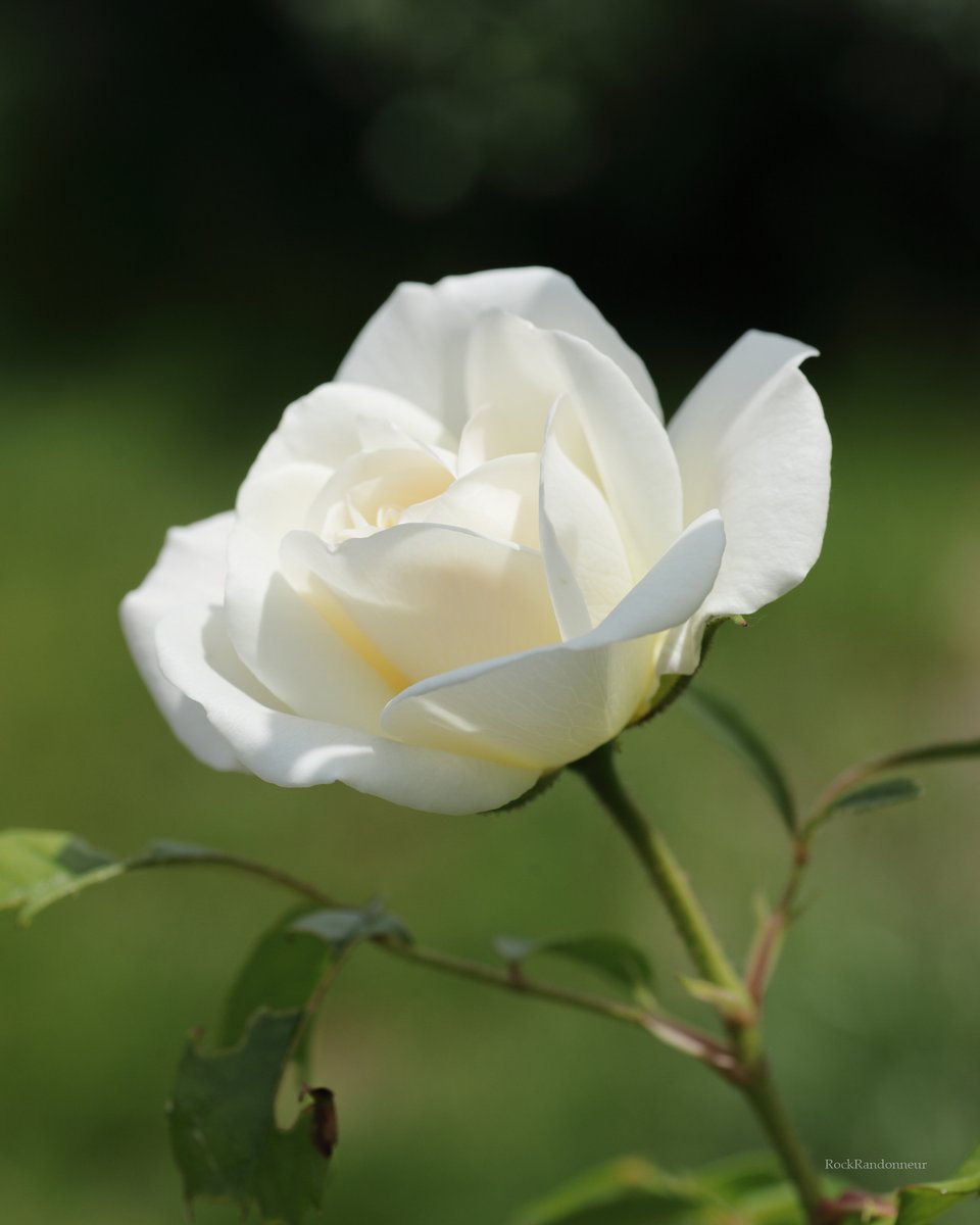 RockRandonneur's tweet photo. アイスバーグ（氷山）という名の薔薇。

生産国ドイツでは、「白雪姫」と呼ばれている。
鏡に話かける女王が、嫉妬するほど美しい白。

90mm Macro / F7.1 / Canon DPP https://t.co/JLIqiq9mCJ