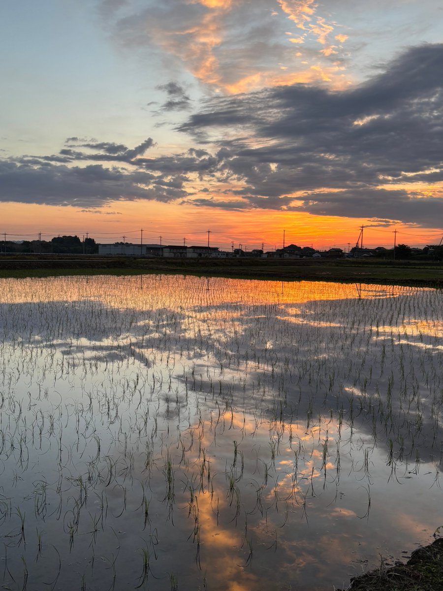 rds495's tweet photo. 近くの田んぼの水鏡､日の出🌅直前見惚れる！ https://t.co/leTsQogNCe