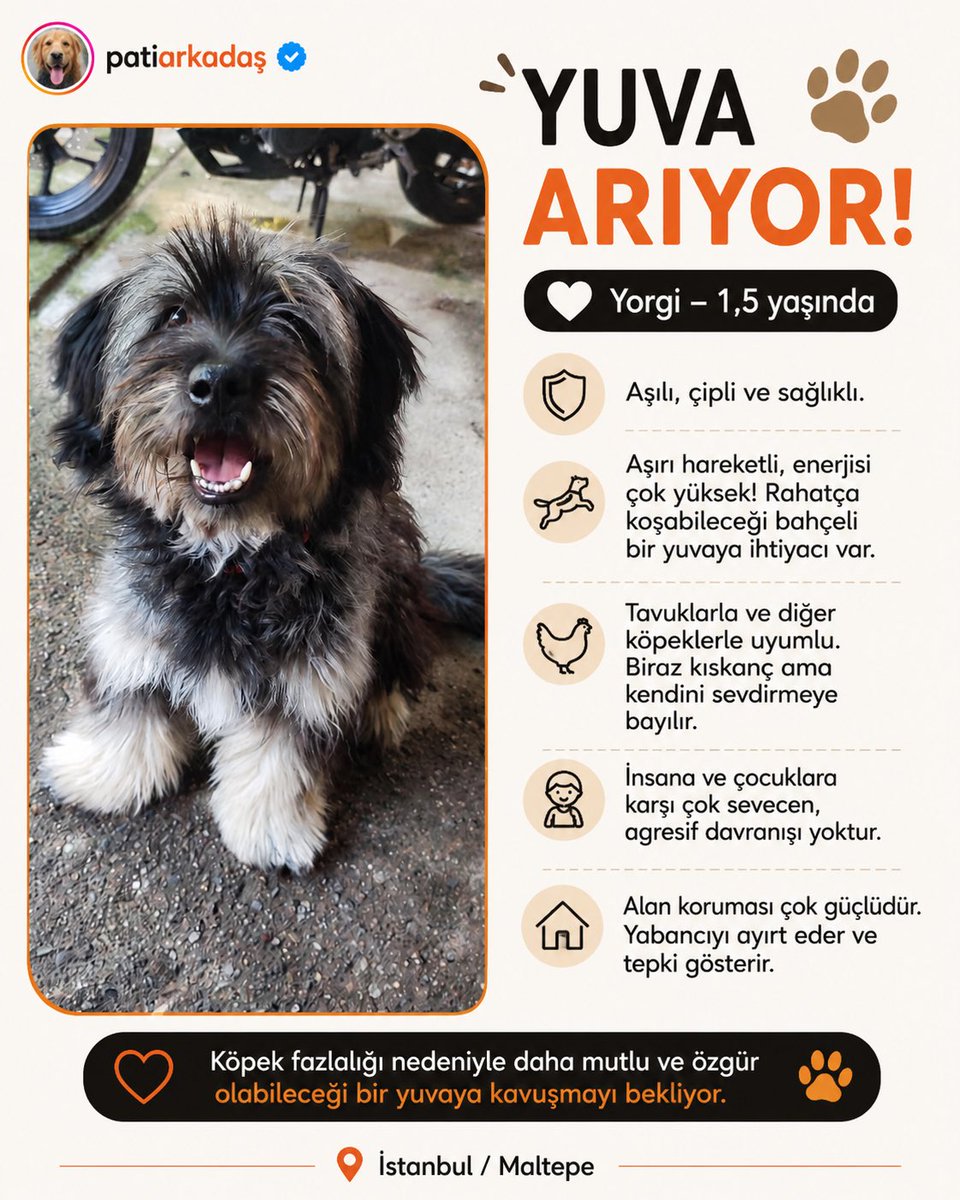 patiarkadas's tweet photo. Yorgi 1.5 yaşında tüyleri upuzun kışın biraz daha beyazımsı tüylere sahip boyut olarak küçük bodur. Aşılı,çiplidir. Tavukla,başka köpeklerle rahatça anlaşabiliyor biraz kıskanç ama kendini sevdirmeye bayılır. İnsana ve çocuklara agresif hareketleri yoktur

İnstagram @patiyemama https://t.co/3F3agd6pH8