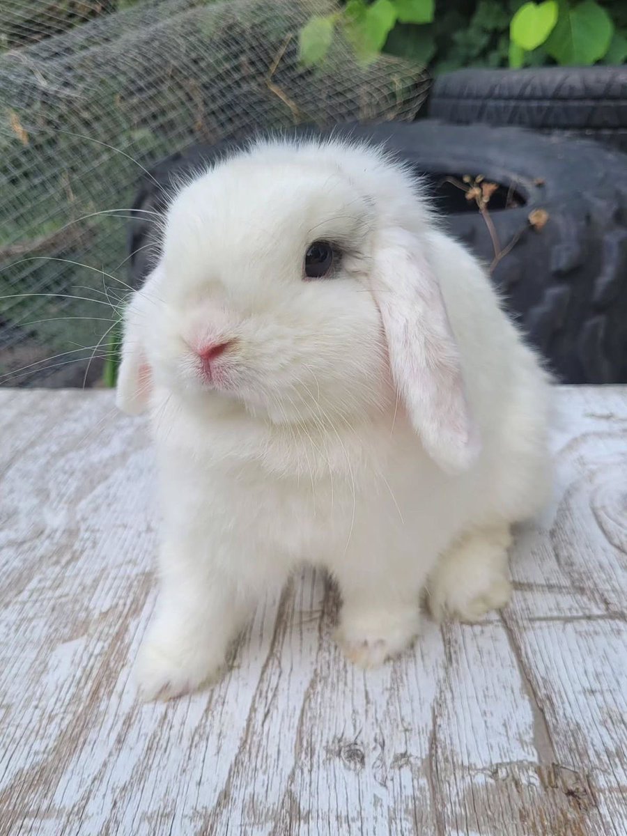 rawfearss's tweet photo. his little bunny teeth i’ll cry 😭🤏🏼 https://t.co/M4t8awoJQv